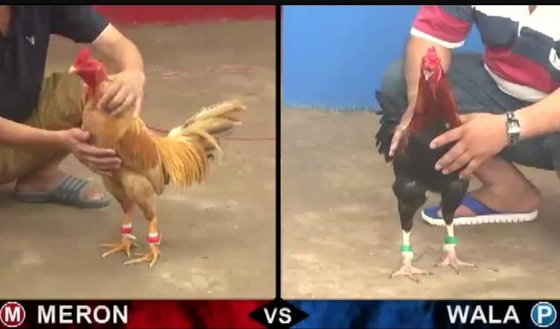 Kinh nghiệm cá cược đá gà thắng lớn nhanh nhất