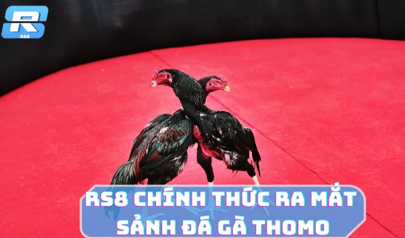 Giới thiệu về Đá gà RS8Sport