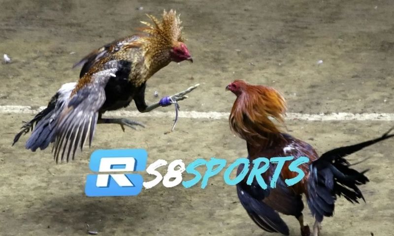 Sảnh cá cược đá gà đỉnh cao tại Rs8sport